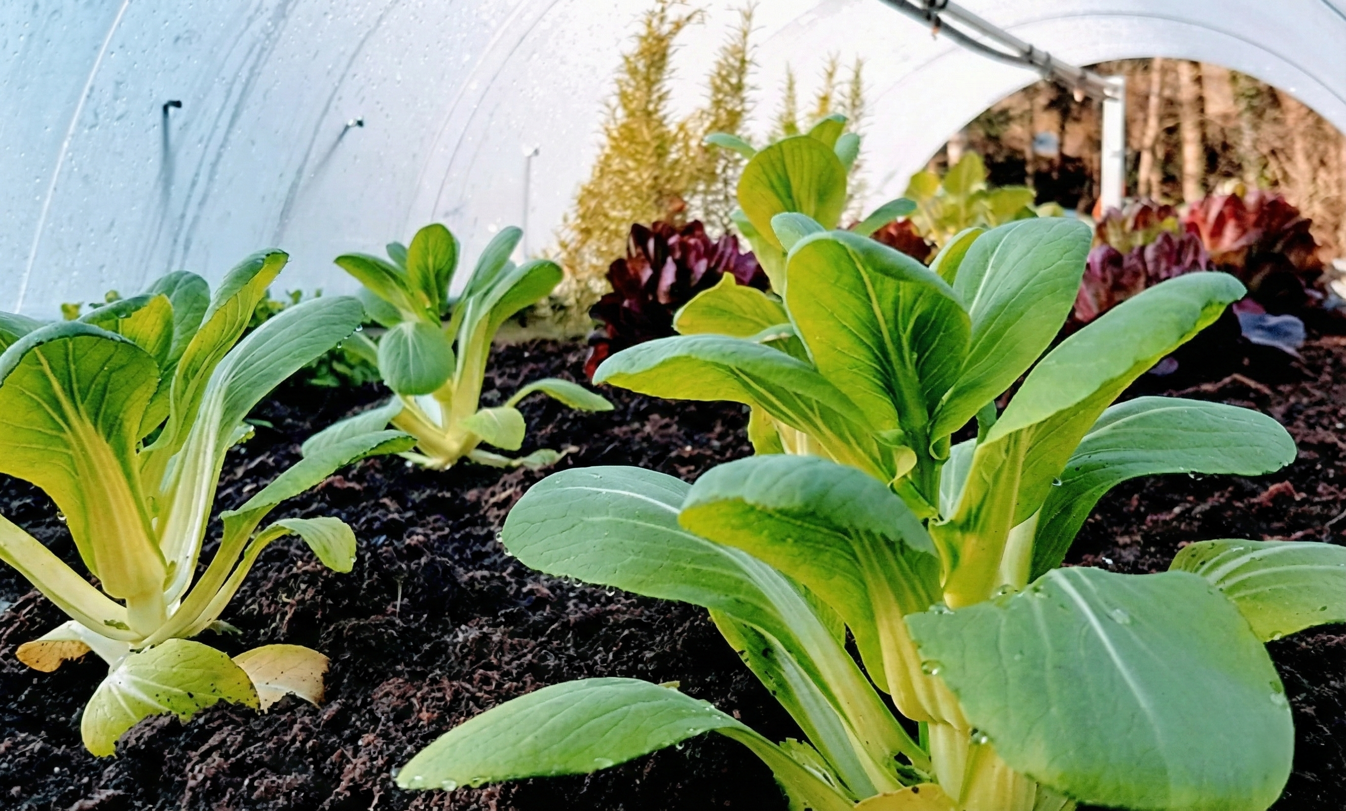 Ihr Hochbeet richtig befüllen