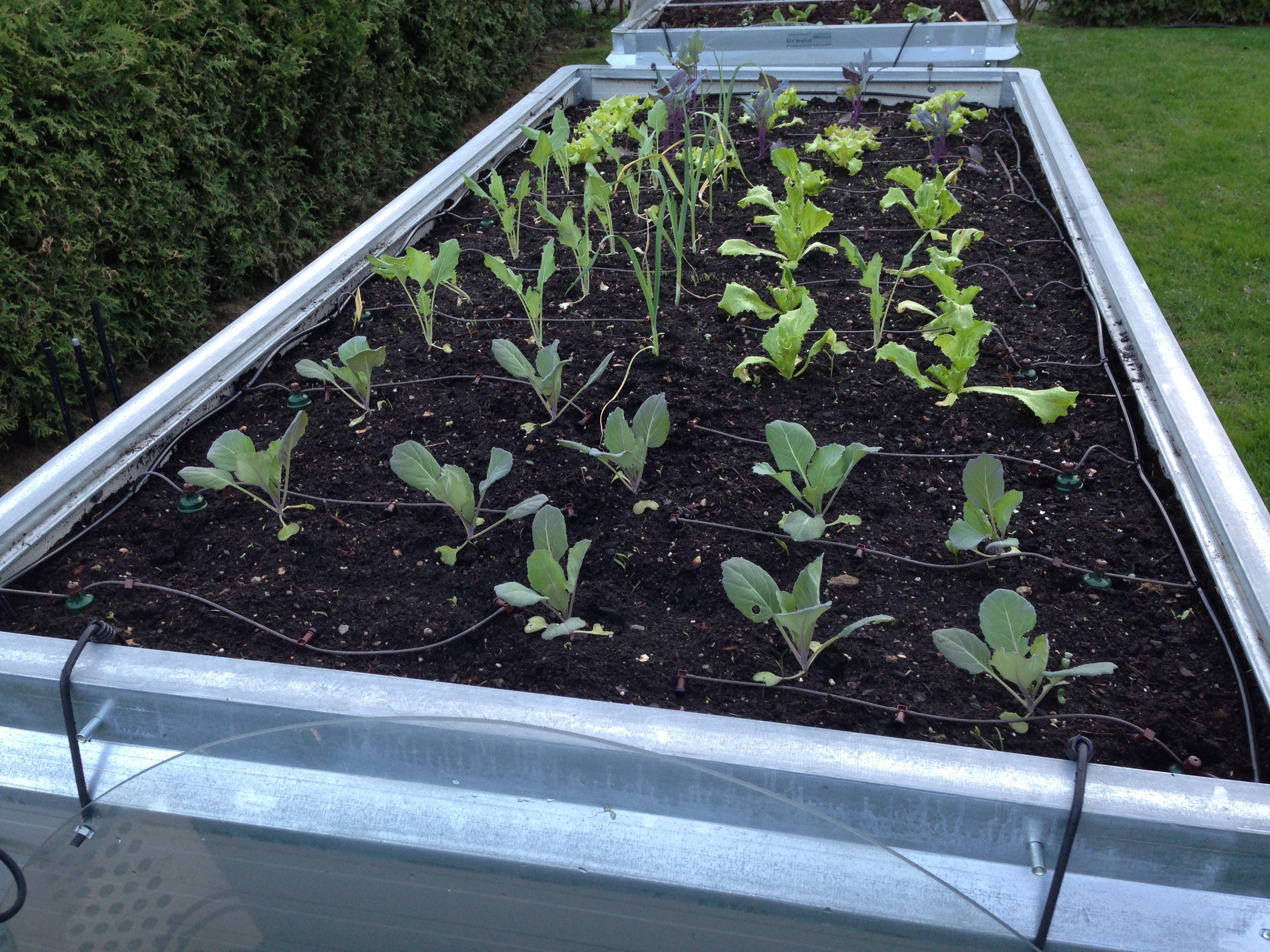 Drip irrigation