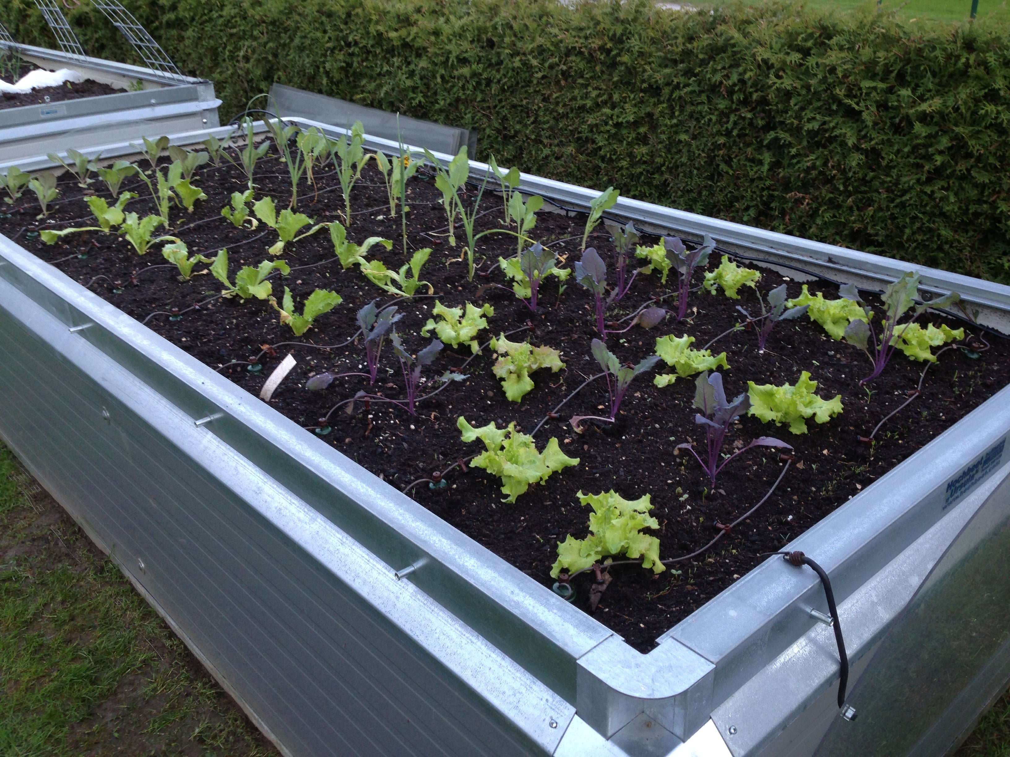 Drip irrigation