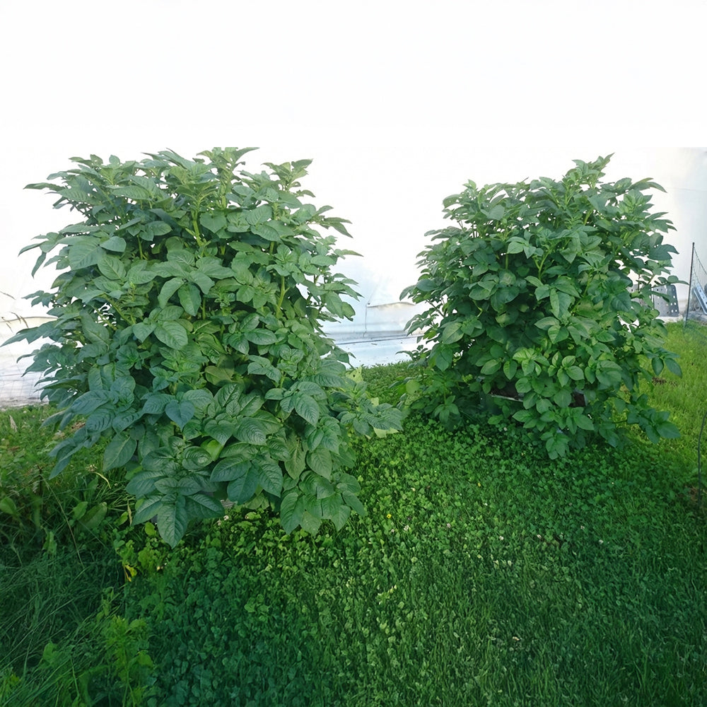 Sträucher im Garten