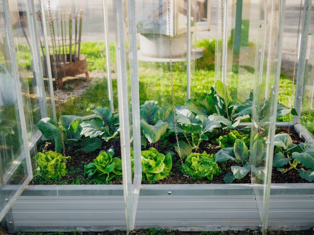 Tomato house "Julia"