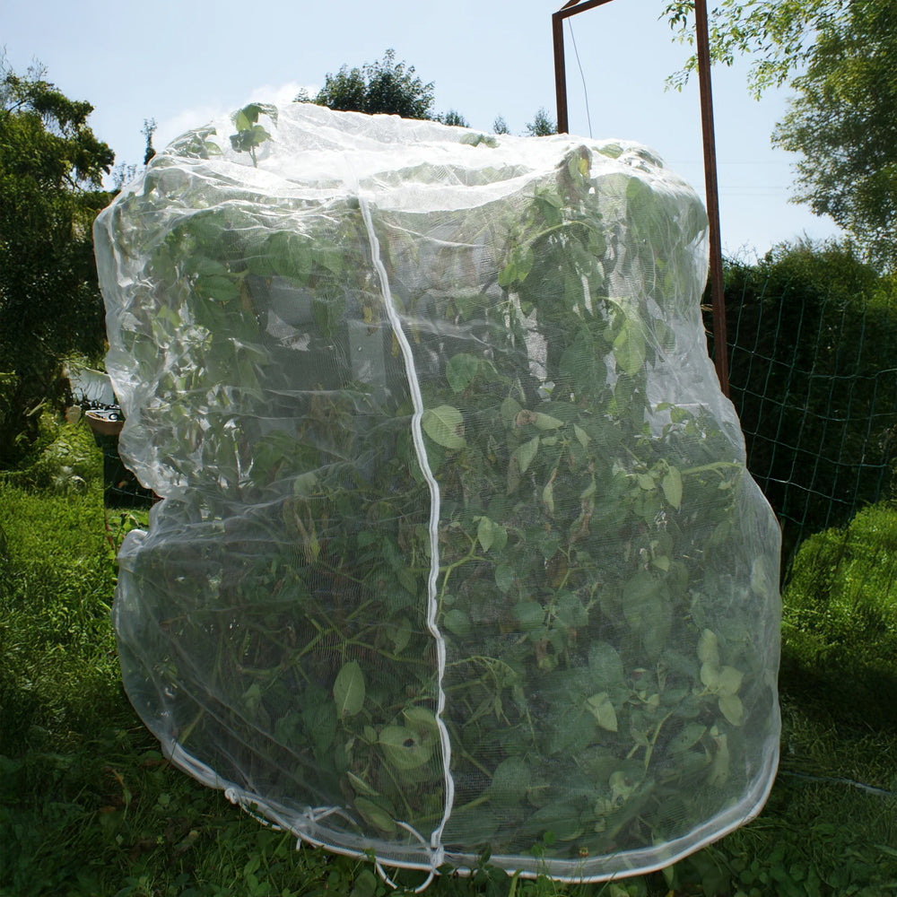 Strauch mit einem Insektenschutznetz