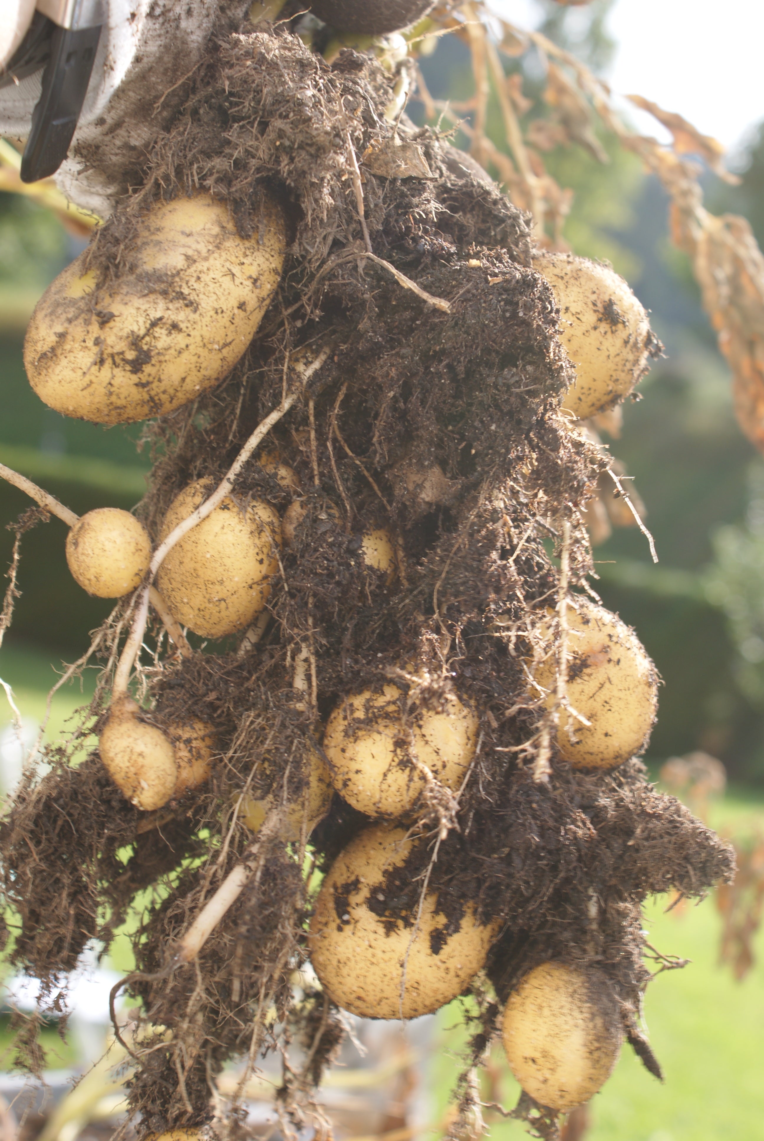 Potettårn "Paul Potato"