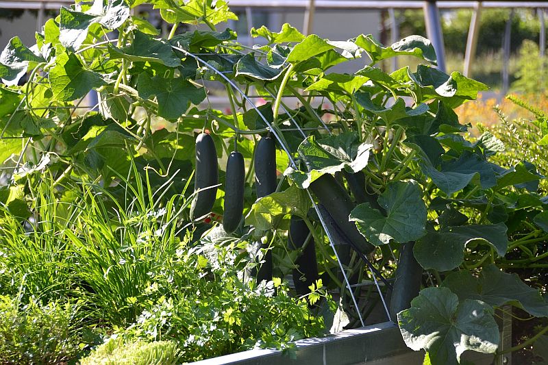 Agurk espalier