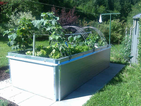 Agurk espalier