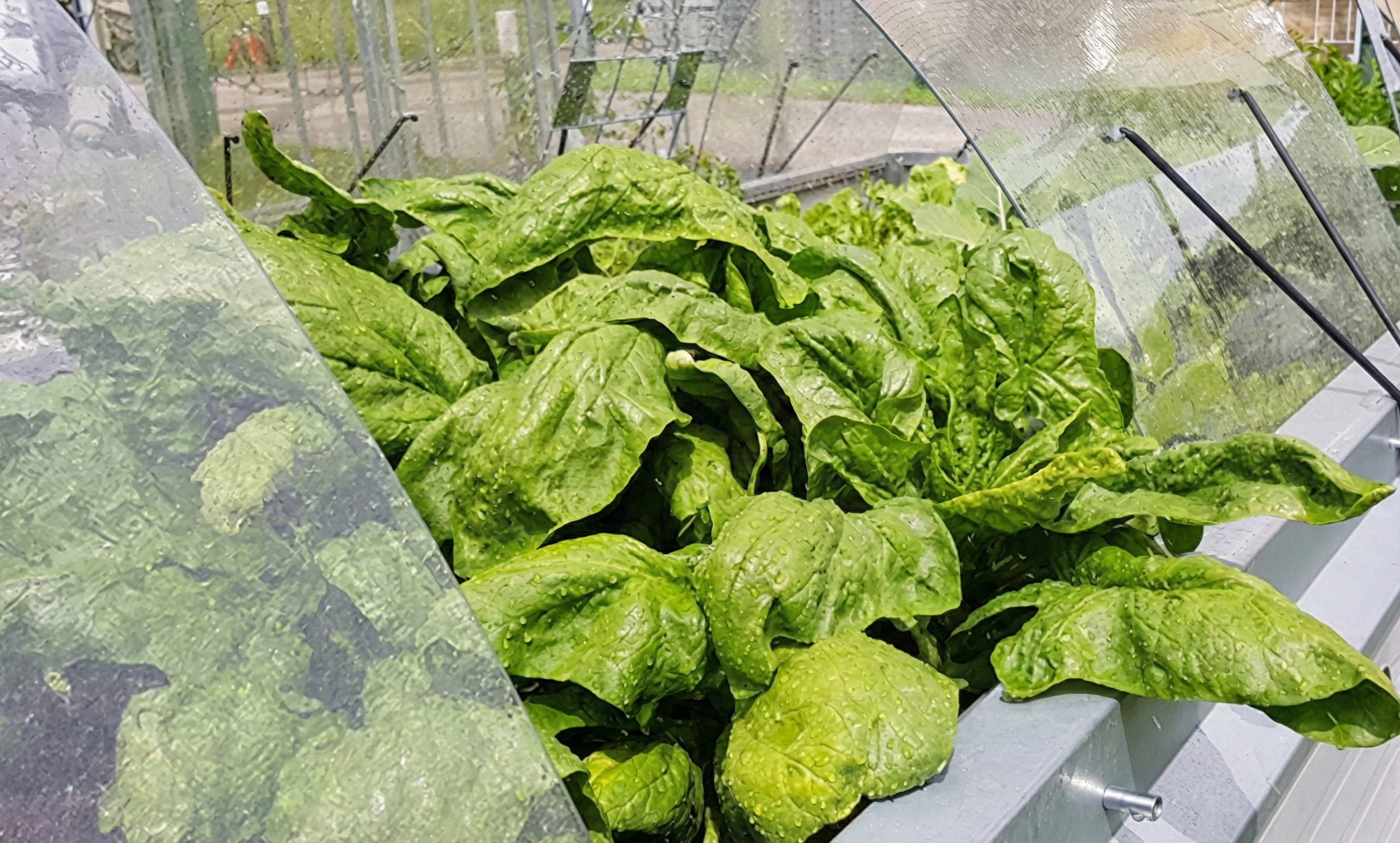 Mischkultur im Hochbeet