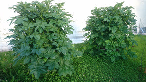 Sträucher im Garten