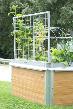 Gurken Rankhilfe am Hochbeet