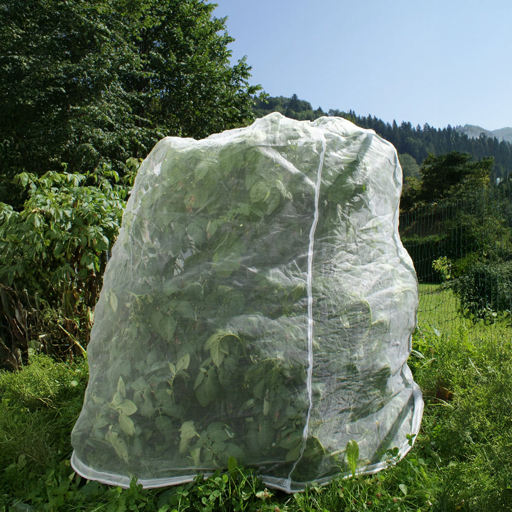 Insektenschutznetz über einer Pflanze -  Nahaufnahme