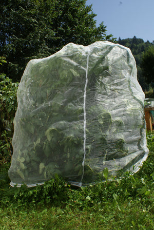 Insektenschutznetz über einer Pflanze -  Nahaufnahme