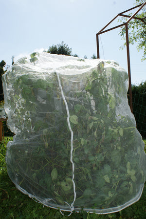 Strauch mit einem Insektenschutznetz