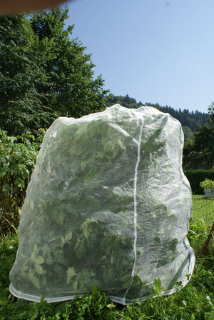 Insektenschutznetz über einer Pflanze