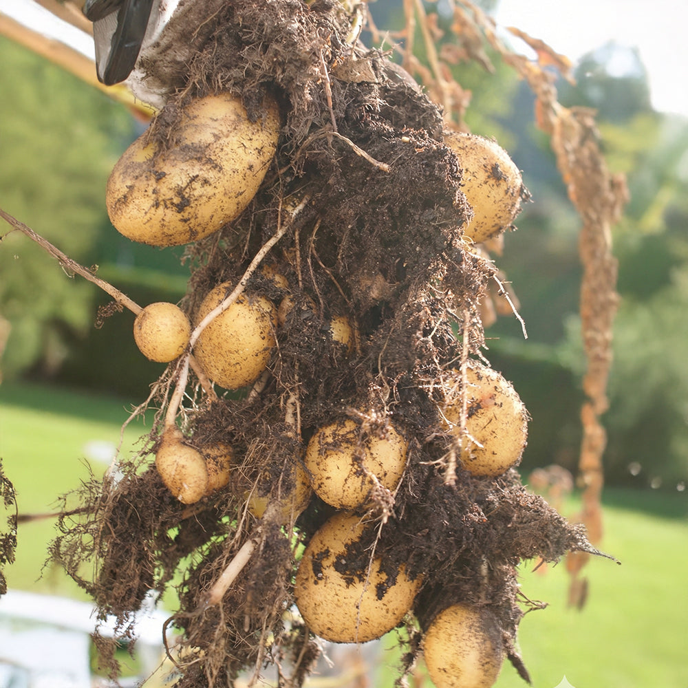 Kartoffeln direkt aus der Erde