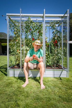Mann schneidet eine Tomate vor einem Tomatenhaus