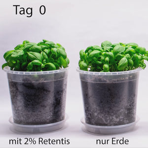 Wachstum Basilikum mit 2% Retentis