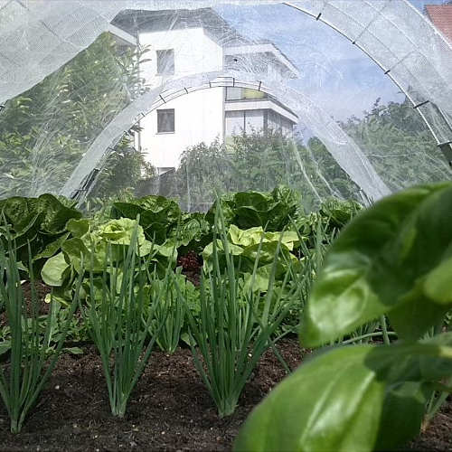 Insect protection net