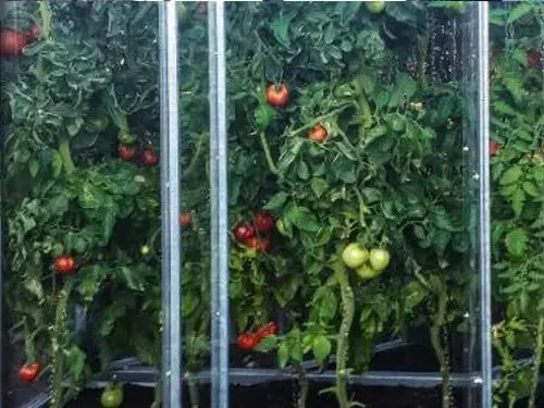 Üppig wachsende Tomaten im Tomatenhaus – Kundenfoto von Annemarie Bürger