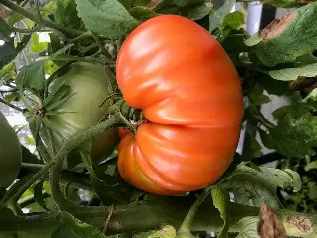 Reife Tomate im Tomatenhaus
