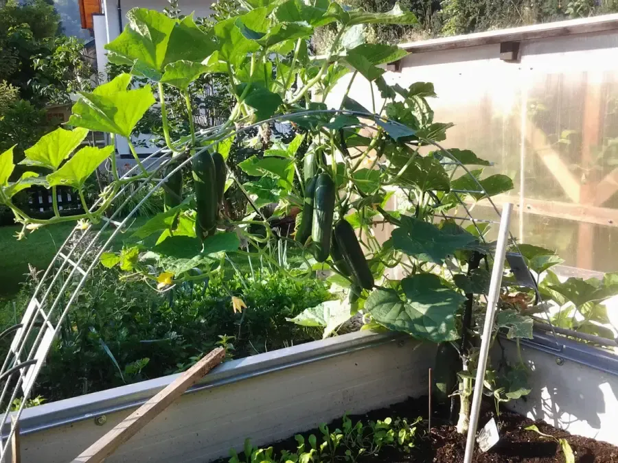 Hochbeet bepflanzt mit erntereifen Gurken