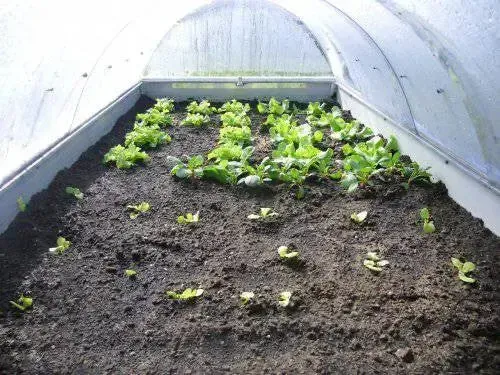 Hochbeet Ursula im Garten – Kundenfoto von Weber