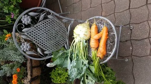 Riesige Karotten und Kohlrabi – Kundenfoto von Werner Pokorny