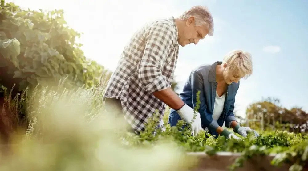 Älteres Paar bei der gemeinsamen Gartenarbeit an den Pflanzen