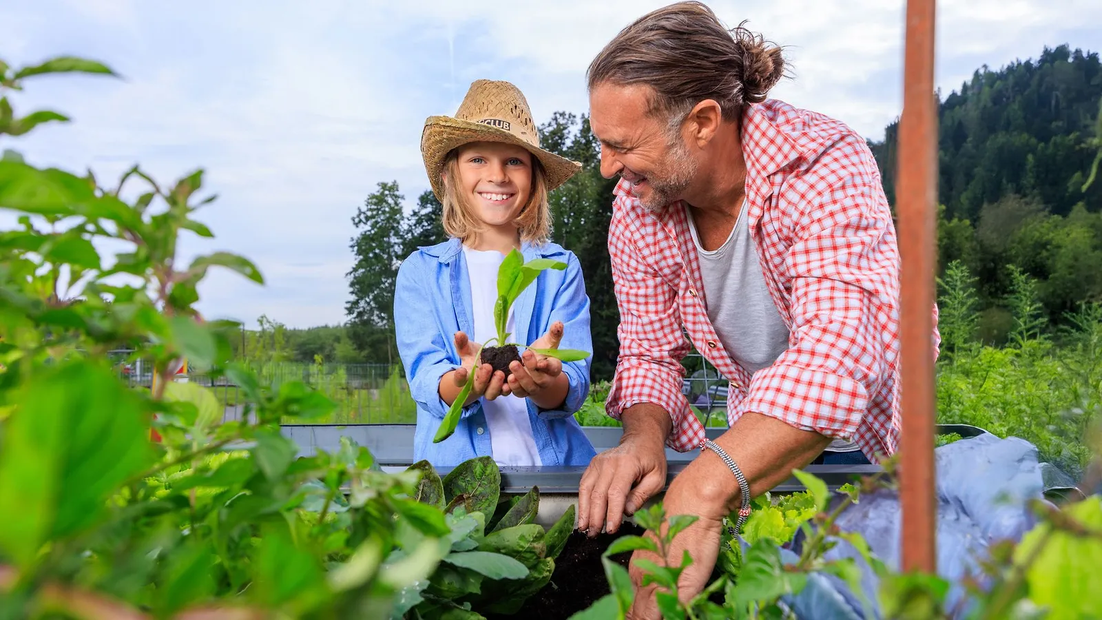 Kind hält einen jungen Salatsetzling über dem Hochbeet, daneben ein Erwachsener beim Pflanzen