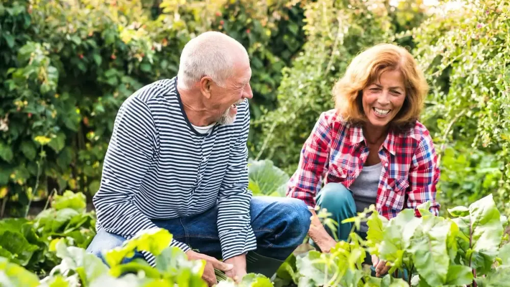 Älteres Paar lacht bei der Gartenarbeit im Gemüsebeet